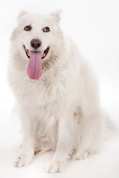 Perro blanco rompiendo su lengua — Foto de Stock