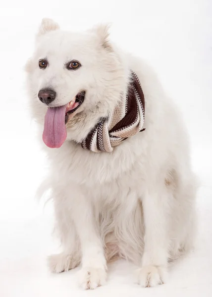 Perro frente a la cámara con silenciador —  Fotos de Stock