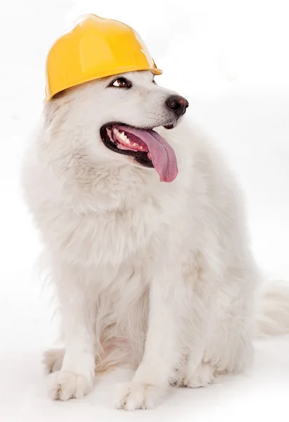 Cão usando capacete amarelo — Fotografia de Stock