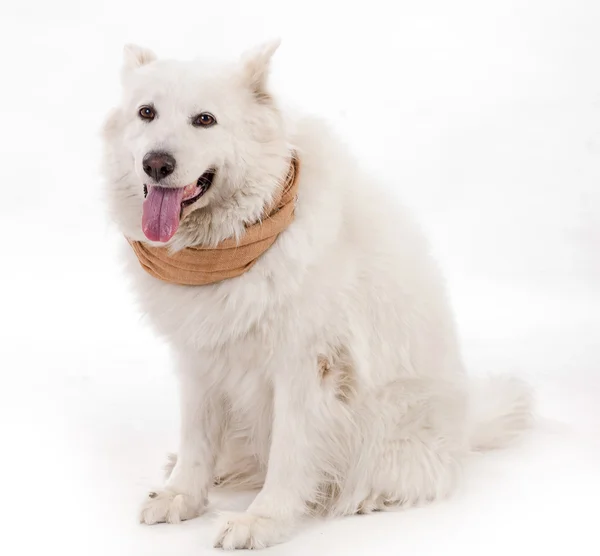 Bílý pes nosí hnědá šála — Stock fotografie
