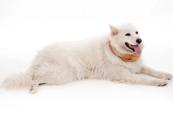 Білий собака розслабляється на підлозі — стокове фото