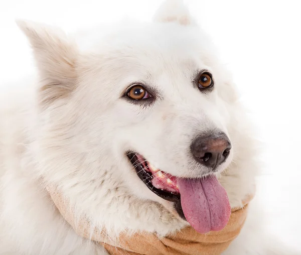 Primer plano del perro blanco —  Fotos de Stock
