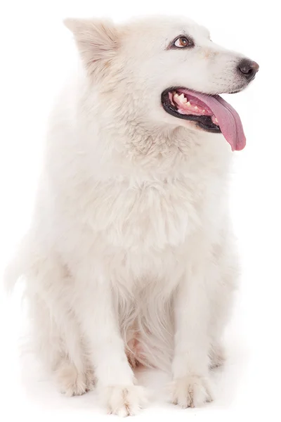 Χαριτωμένο άσπρο σκύλο που ψάχνει Παράδρομος — Φωτογραφία Αρχείου