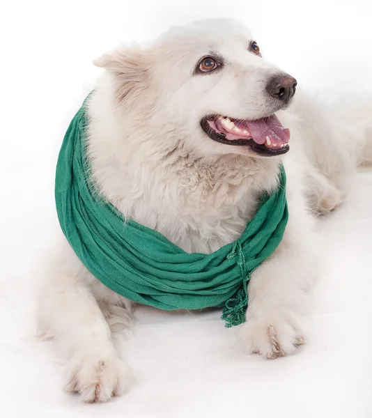 Cão branco vestindo lenço Muffler verde — Fotografia de Stock