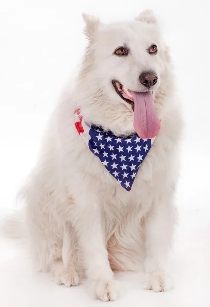 Cão vestindo cachecol bandeira americana — Fotografia de Stock