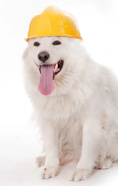 Симпатичная собака в шлеме — стоковое фото
