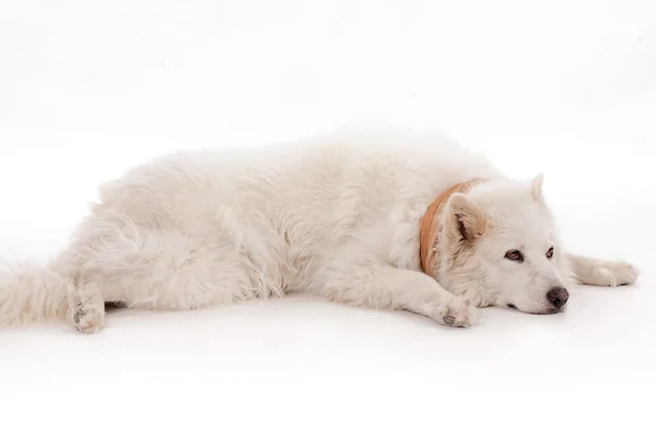 Perro blanco relajándose en el suelo — Foto de Stock