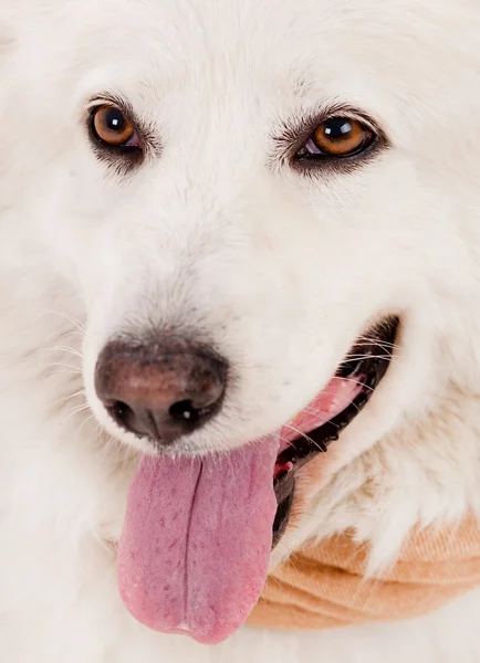 Close up tiro de cão branco — Fotografia de Stock