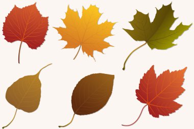 Mapleleaf 4 clipart