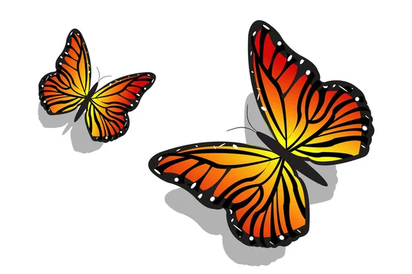 Schmetterlingspaar — Stockfoto