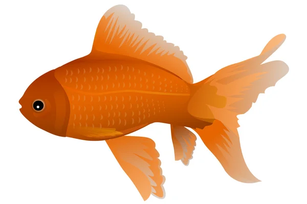 Изолированная золотая рыба — стоковое фото