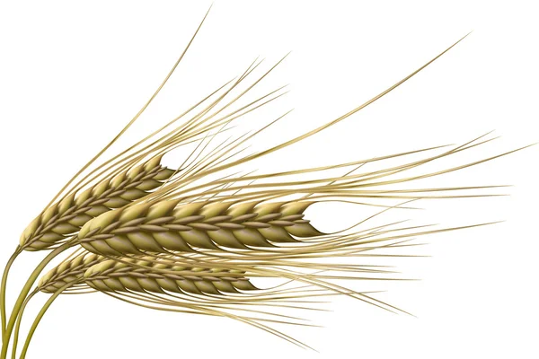 Wheat grain — Stock Photo, Image