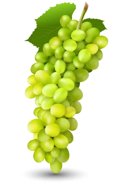 Сочный виноград — стоковое фото
