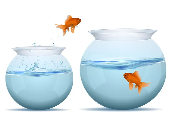 Fish jumping from one tank to another — Stock Photo, Image