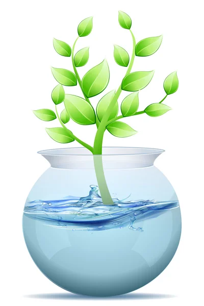 Tree in water pot — Stock Photo, Image