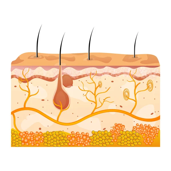 Komórki skóry — Zdjęcie stockowe