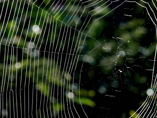 Le Web. Gouttes . — Photo