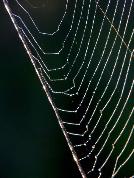 Web. Gocce . — Foto Stock