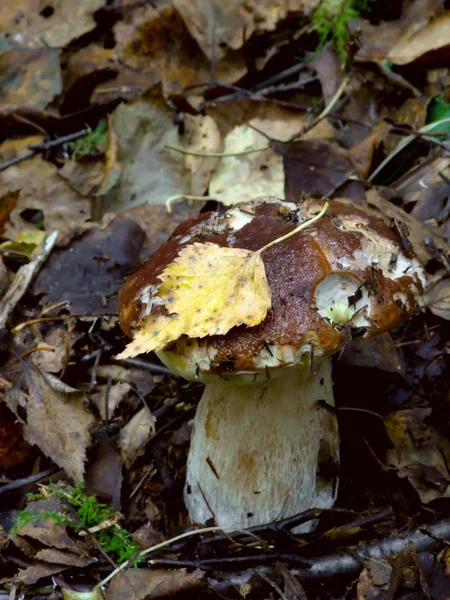 Сеп. Древесный гриб . — стоковое фото