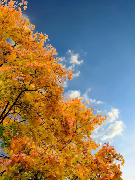 Осіннє листя. небо . — стокове фото