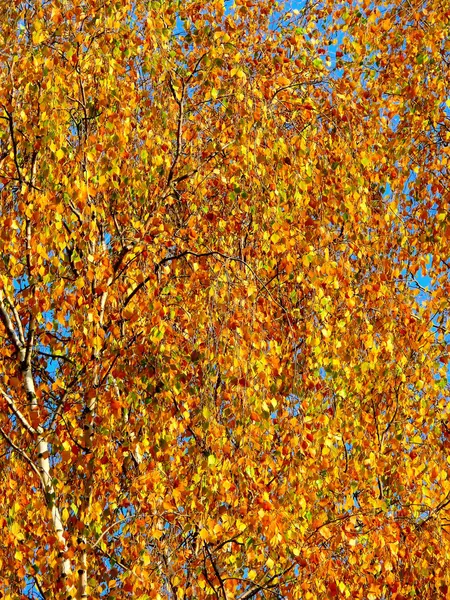 Folhas de outono. Céu . — Fotografia de Stock