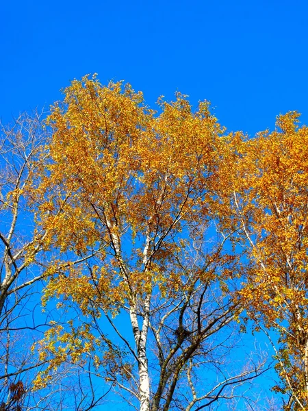 Осіннє листя. небо . — стокове фото