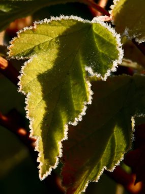 hoarfrost. yaprakları.