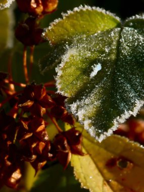 hoarfrost. yaprakları.