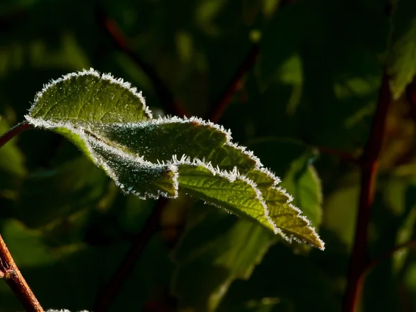 hoarfrost. yaprakları.