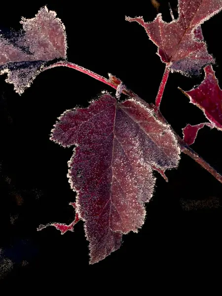 Raureif. Blätter. — Stockfoto