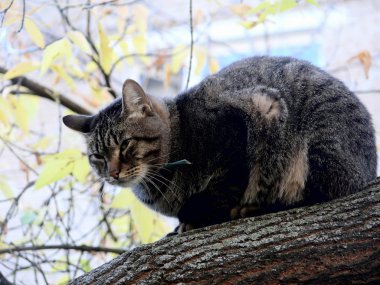 vahşi kedi.