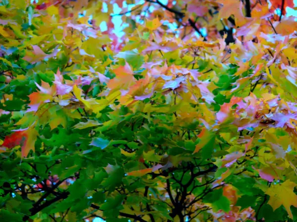 Autumn. Follage. — Stock Photo, Image