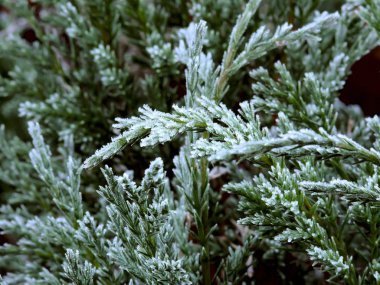 hoarfrost. yaprakları.