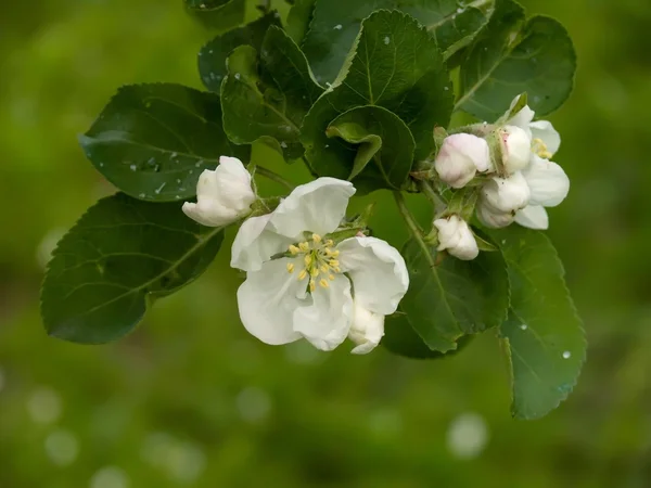 Spring. Flower. Apple-tree. — Stock Photo, Image