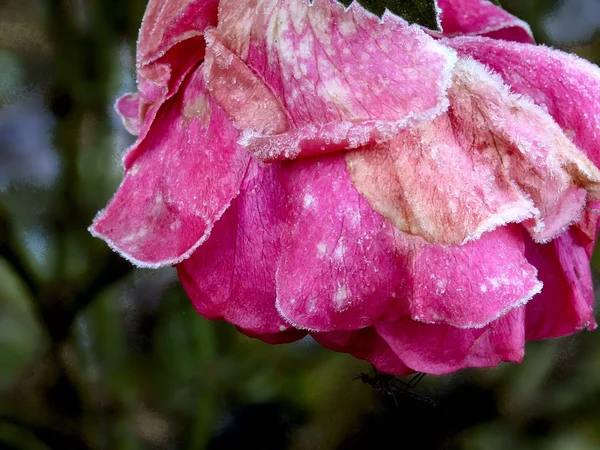 Hoarfrost. Flor . —  Fotos de Stock
