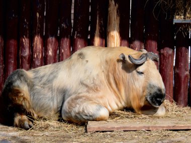 Musk ox. Bull. clipart