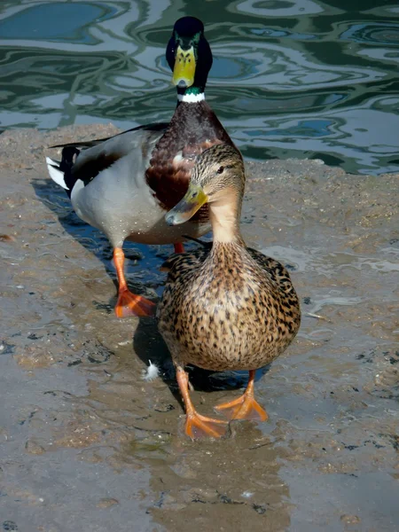 stock image Duck. A pond.