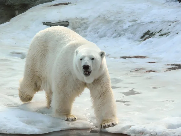북극곰. — 스톡 사진