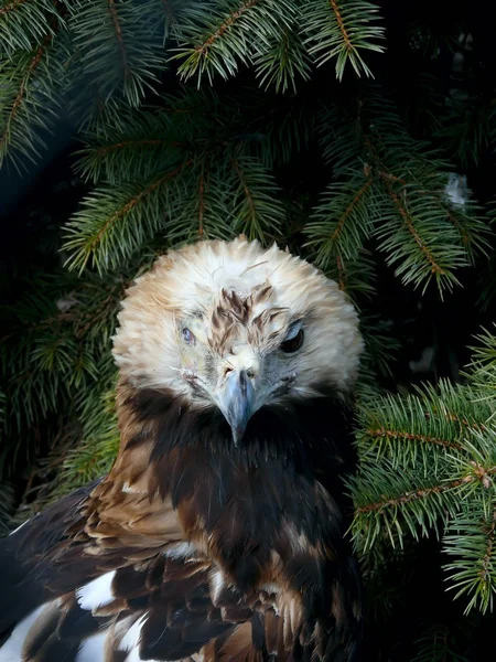 Águila vieja . — Foto de Stock