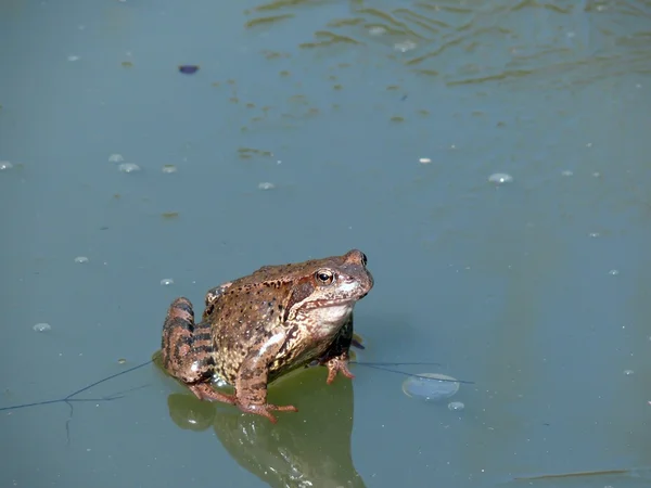 Frog. Spring. — Stock Photo, Image