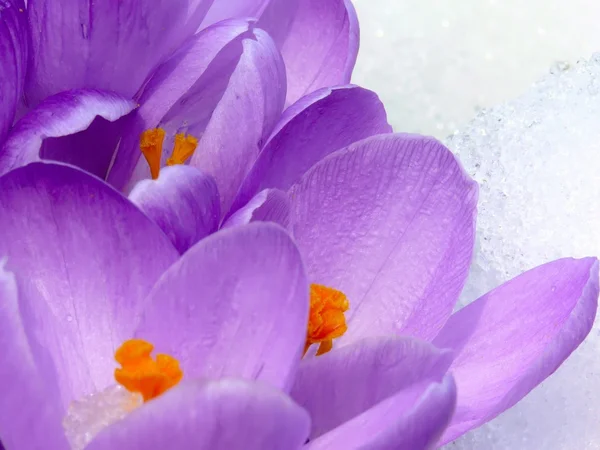 Wiosna kwiatów. Krokus. śnieg. — Zdjęcie stockowe