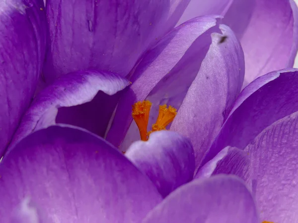 Spring flower. A crocus. Snow. — Stock Photo, Image