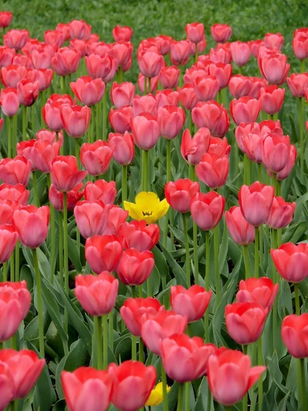 Tulips. A city. — Stock Photo, Image