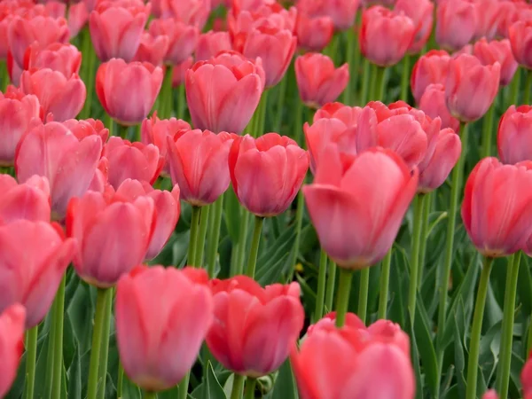 stock image Tulips. A city.