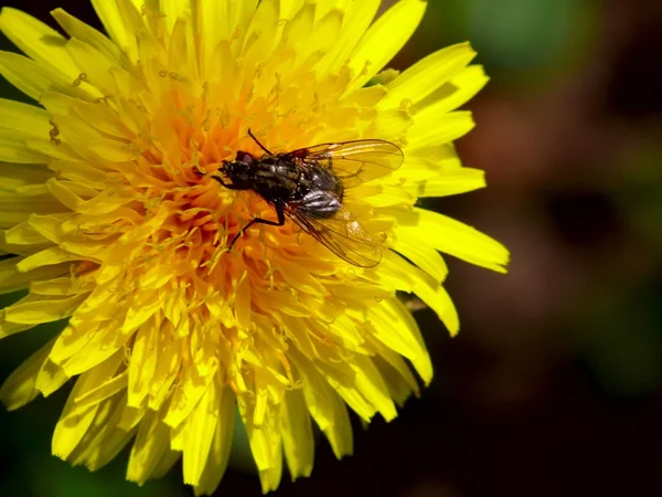 Dandelion. A fly. — Stock Photo, Image