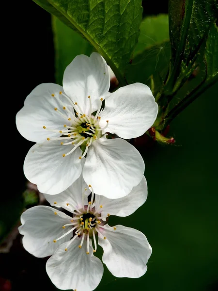 Jabloň. květ. — Stock fotografie
