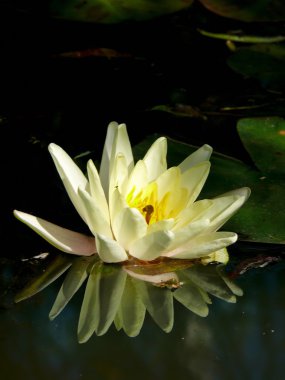 Yellow waterlily. A pond. clipart