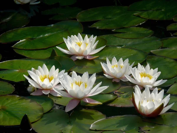 White waterlily. A pond. — Stock Photo, Image