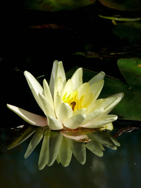 Gele waterlily. een vijver. — Stockfoto