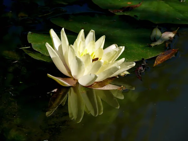 Gele waterlily. een vijver. — Stockfoto